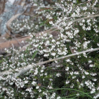 Cryptandra amara (Bitter Cryptandra) at Gundaroo, NSW - 24 Sep 2021 by MPennay