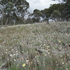 Leucochrysum albicans subsp. tricolor at Gundaroo, NSW - 24 Sep 2021