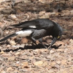 Strepera graculina (Pied Currawong) at Bruce, ACT - 23 Sep 2021 by AlisonMilton