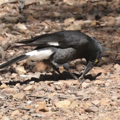 Strepera graculina (Pied Currawong) at Bruce Ridge to Gossan Hill - 23 Sep 2021 by AlisonMilton