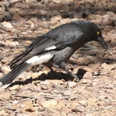 Strepera graculina at Bruce, ACT - 23 Sep 2021