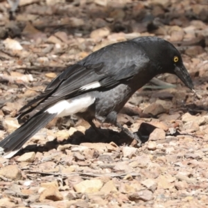 Strepera graculina at Bruce, ACT - 23 Sep 2021