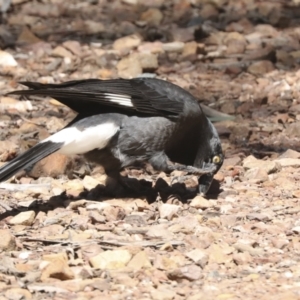 Strepera graculina at Bruce, ACT - 23 Sep 2021