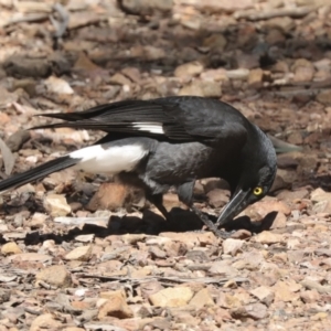 Strepera graculina at Bruce, ACT - 23 Sep 2021