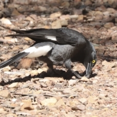 Strepera graculina at Bruce, ACT - 23 Sep 2021