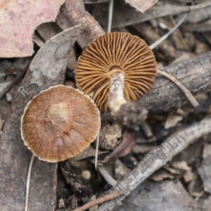 Inocybe sp. at Bruce, ACT - 23 Sep 2021