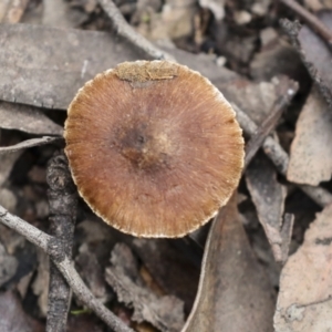 Inocybe sp. at Bruce, ACT - 23 Sep 2021