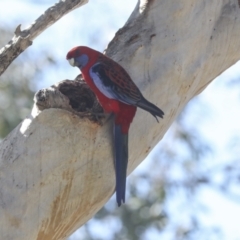 Platycercus elegans (Crimson Rosella) at Bruce, ACT - 23 Sep 2021 by AlisonMilton