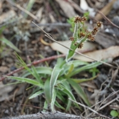 Luzula densiflora (Dense Wood-rush) at Gundaroo, NSW - 24 Sep 2021 by MPennay