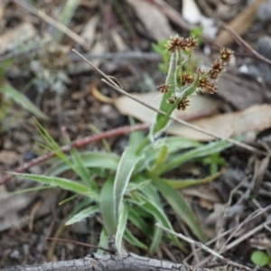 Luzula densiflora at Gundaroo, NSW - 24 Sep 2021