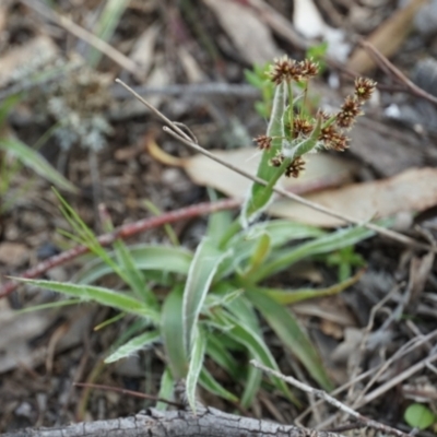 Luzula densiflora (Dense Wood-rush) at Gundaroo, NSW - 24 Sep 2021 by MPennay