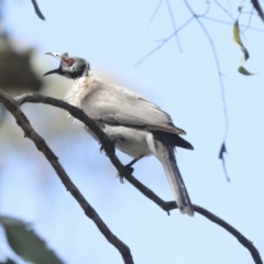 Philemon corniculatus (Noisy Friarbird) at Bruce, ACT - 23 Sep 2021 by AlisonMilton