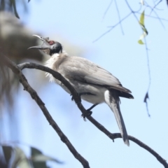 Philemon corniculatus at Bruce, ACT - 23 Sep 2021 01:30 PM