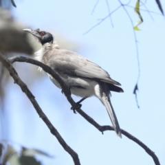 Philemon corniculatus at Bruce, ACT - 23 Sep 2021 01:30 PM