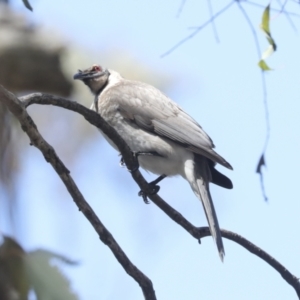 Philemon corniculatus at Bruce, ACT - 23 Sep 2021 01:30 PM