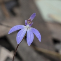 Cyanicula caerulea (Blue Fingers, Blue Fairies) at Bruce Ridge to Gossan Hill - 23 Sep 2021 by AlisonMilton