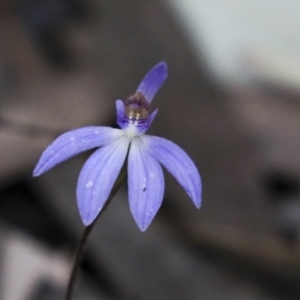 Cyanicula caerulea at Bruce, ACT - 23 Sep 2021