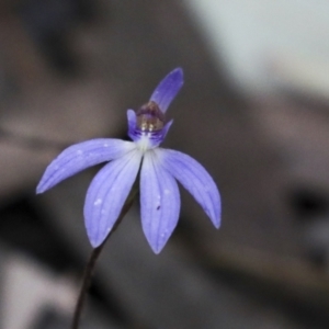 Cyanicula caerulea at Bruce, ACT - suppressed