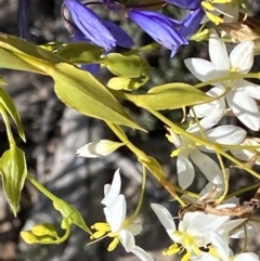 Stypandra glauca (Nodding Blue Lily) at Farrer Ridge - 24 Sep 2021 by RAllen