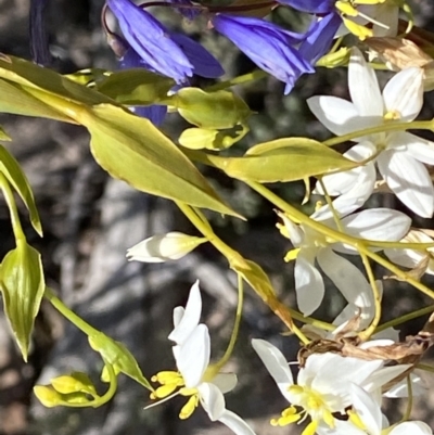 Stypandra glauca (Nodding Blue Lily) at Farrer Ridge - 24 Sep 2021 by RAllen