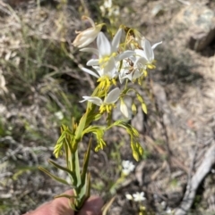 Stypandra glauca at Tuggeranong DC, ACT - 24 Sep 2021 01:00 PM