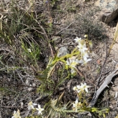 Stypandra glauca at Tuggeranong DC, ACT - 24 Sep 2021 01:00 PM