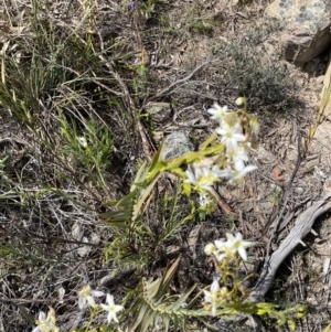 Stypandra glauca at Tuggeranong DC, ACT - 24 Sep 2021