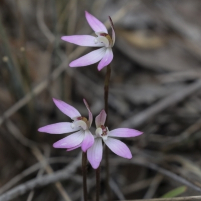 Caladenia fuscata (Dusky Fingers) at Bruce Ridge to Gossan Hill - 23 Sep 2021 by AlisonMilton