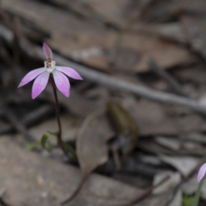 Caladenia fuscata at Bruce, ACT - 23 Sep 2021