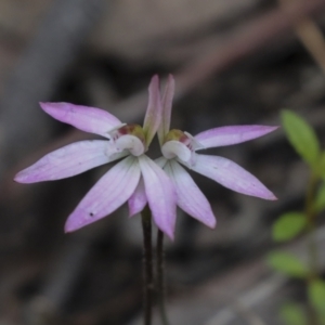 Caladenia fuscata at Bruce, ACT - 23 Sep 2021