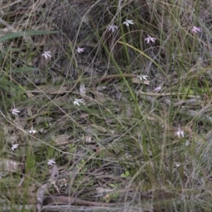 Caladenia fuscata at Bruce, ACT - 23 Sep 2021