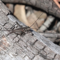 Eurepa marginipennis (Mottled bush cricket) at Bruce, ACT - 23 Sep 2021 by AlisonMilton