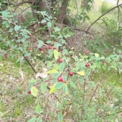 Cotoneaster pannosus (Cotoneaster) at Albury, NSW - 24 Sep 2021 by ClaireSee