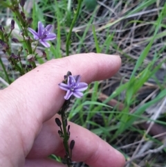 Caesia calliantha (Blue Grass-lily) at Albury - 24 Sep 2021 by ClaireSee