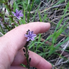 Caesia calliantha (Blue Grass-lily) at Monument Hill and Roper Street Corridor - 24 Sep 2021 by ClaireSee