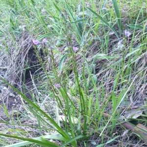 Caesia calliantha at West Albury, NSW - 24 Sep 2021