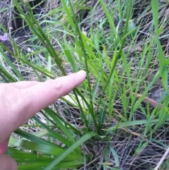 Caesia calliantha at West Albury, NSW - 24 Sep 2021