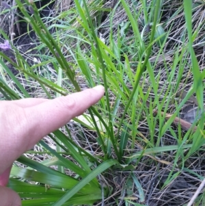 Caesia calliantha at West Albury, NSW - 24 Sep 2021