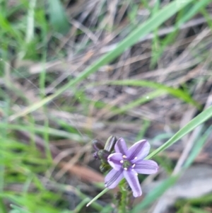 Caesia calliantha at West Albury, NSW - 24 Sep 2021