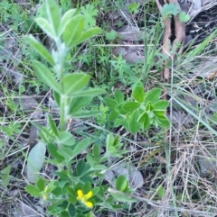 Genista monspessulana (Cape Broom, Montpellier Broom) at Albury - 24 Sep 2021 by ClaireSee