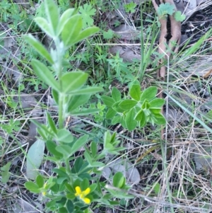 Genista monspessulana at West Albury, NSW - 24 Sep 2021 05:46 PM