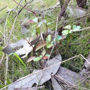 Crataegus monogyna at West Albury, NSW - 24 Sep 2021