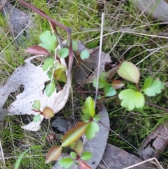 Crataegus monogyna at West Albury, NSW - 24 Sep 2021