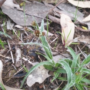 Luzula meridionalis at Albury, NSW - 24 Sep 2021