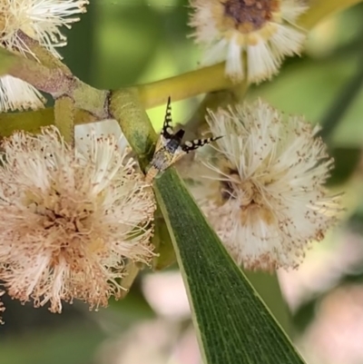 Spathulina acroleuca (A seed fly) at Murrumbateman, NSW - 24 Sep 2021 by SimoneC