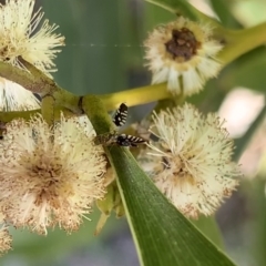 Spathulina acroleuca at Murrumbateman, NSW - 24 Sep 2021