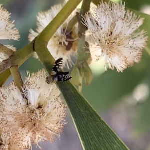 Spathulina acroleuca at Murrumbateman, NSW - 24 Sep 2021