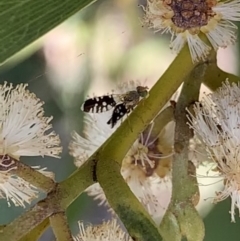 Spathulina acroleuca at Murrumbateman, NSW - 24 Sep 2021