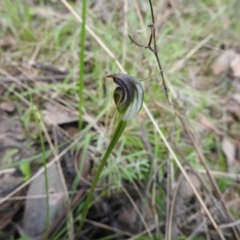 Pterostylis pedunculata (Maroonhood) at Mount Jerrabomberra - 24 Sep 2021 by Liam.m