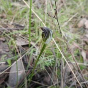 Pterostylis pedunculata at Jerrabomberra, NSW - suppressed